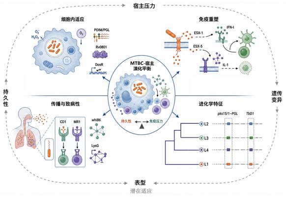 中国科学：生命科学 | 综述：结核分枝杆菌的传播历史及其在人群中的适应性演化