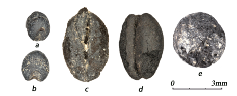 J. Archaeol. Sci. Rep. | 青藏高原东北缘汉代时期农业研究进展