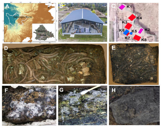 npj Herit. Sci. | 三星堆古象牙土壤-象牙界面微生物动态的多组学研究