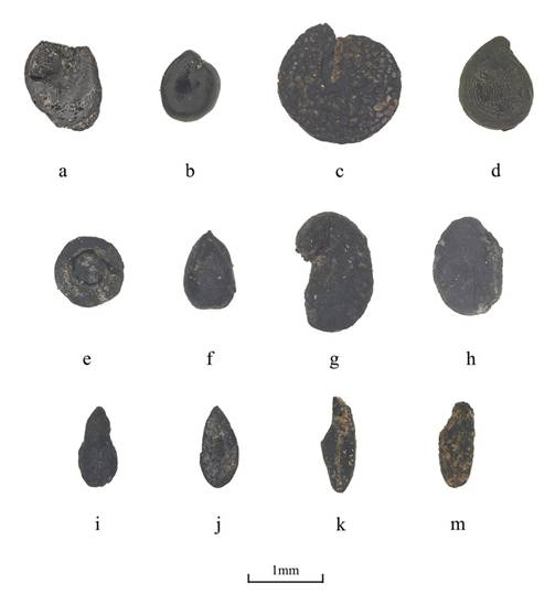 J. Archaeol. Sci. Rep. | 全新世中期青藏高原狩猎采集者的植物资源利用